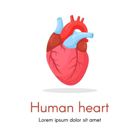 Corazón Humano Aislado Sobre Fondo Blanco Cardiología Concepto De