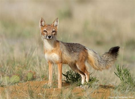 Interesting Facts About Swift Foxes Just Fun Facts
