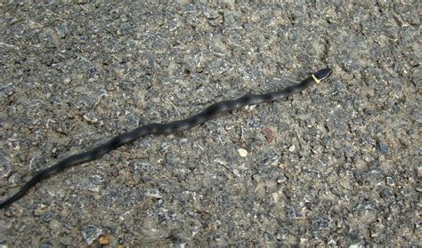 The southern ringneck snake, sometimes called the florida ringneck snake, is black with a red ring around its neck. Rurification: Ring Neck Snake