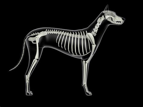 Skeletal System Of A Dog X Ray Side Photograph By Stocktrek Images