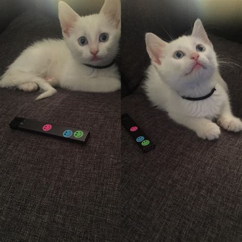 Check spelling or type a new query. Juul for scale : cats