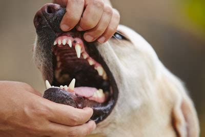 There has been increasing interest in exploring ketogenic diet. Mouth Tumors Dogs How to Check for Oral and Nasal Cancer