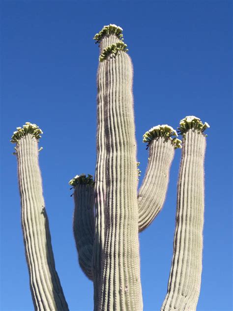 These saguaro cactus facts will show you just how unique this cactus is. My saguaro is in bloom. : cactus