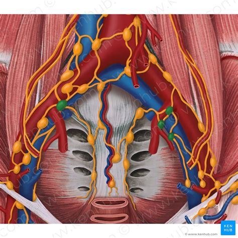 Pelvic Lymph Node Dissection Boundaries