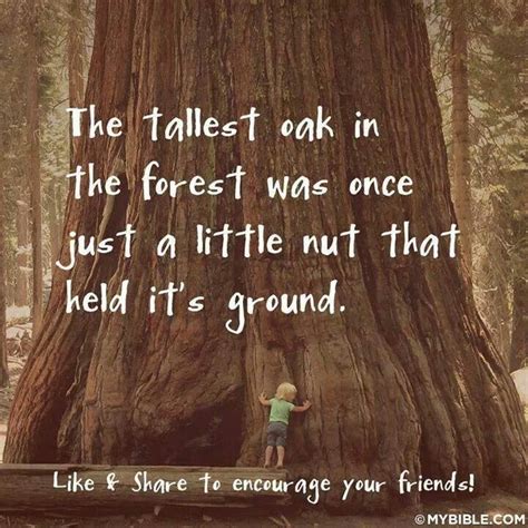 Mighty Oak Tree Quotes Quotesgram