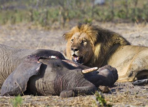 They will eat any prey they can catch, including poachers, and animals more than ten lions are the apex predator out on africa's savanna but different lions eat different meats. Animals World: What do lions eat?