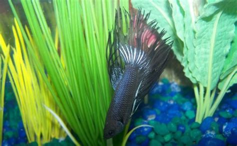 Betta Companions Vang Bettas