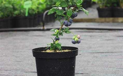 David Domoneys Top 5 Fruit Trees To Grow In Any Garden
