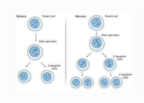 Sifat Meiosis Dan Mitosis Hot Sex Picture