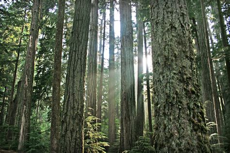 The Composition Of North American Forests Have Been Altered