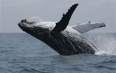 Humpback whales tend to congregate near coasts. Whales share songs from other oceans | Earth | EarthSky