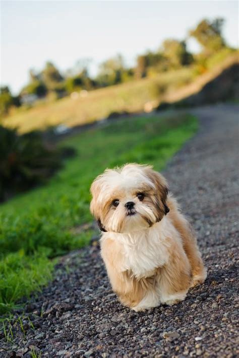 22 Best Hypoallergenic Dog Breeds That Dont Shed