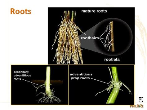 Morphology Of The Rice Plant Part 1 Understanding