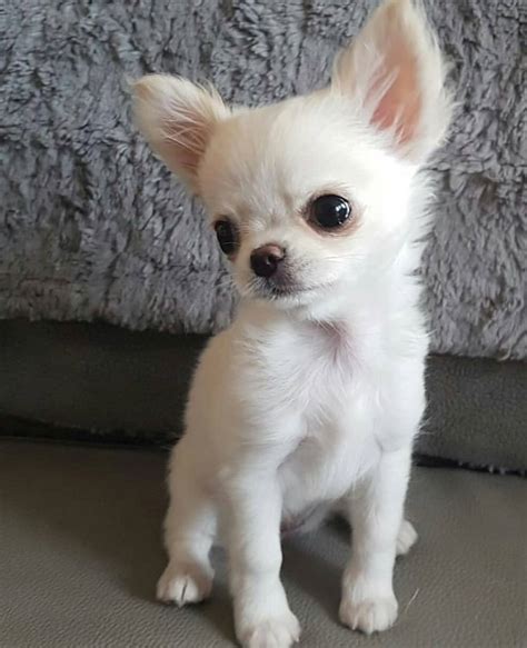 Beautiful All White Chihuahua Chihuahua Puppies Teacup Chihuahua