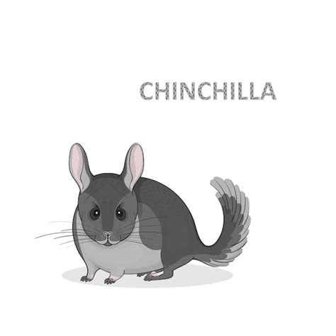 Illustration A Cartoon Cute Grey Chinchilla Premium Vector