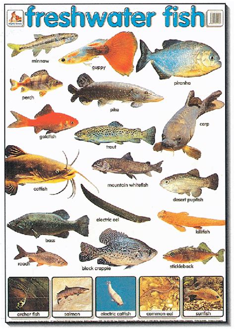 Some of the fish in this top 20 amazing freshwater fish list will not be readily available in your local pet store or aquarium shop but they are suitable for home aquariums and can sometimes be ordered or tracked down with a little persistence. UNDERSTANDING FOOD: Classification Of Fish And Shellfish