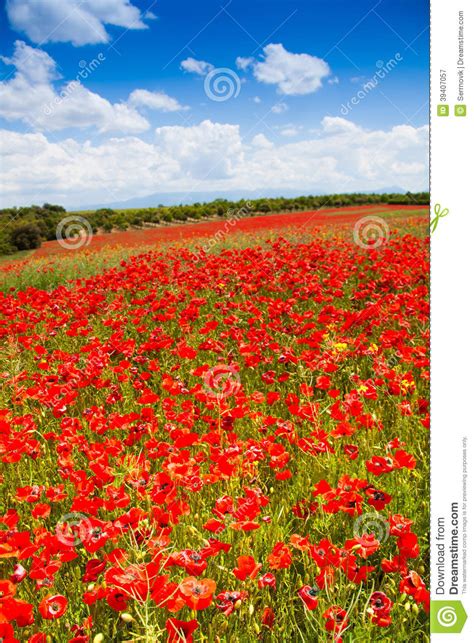 Huge Red Poppy Flowers Field Stock Photo Image 39407057
