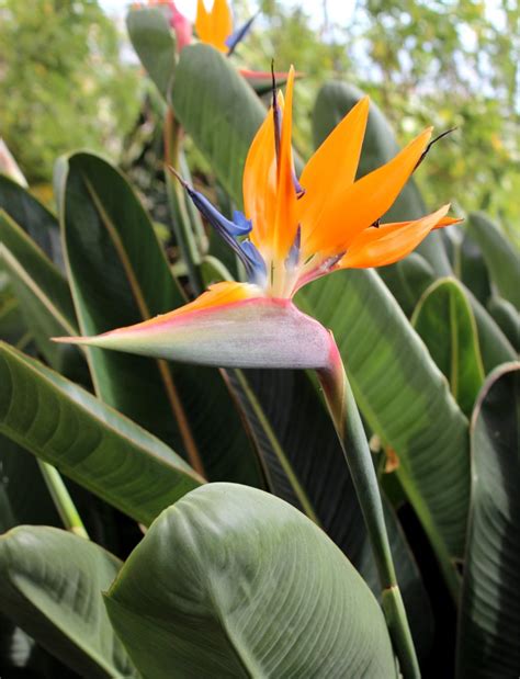 Bird of paradise - planting, pruning, and care, blooming and fertilizer