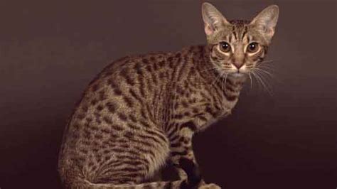Exotic Cat Breeds To Choose From Petcarerx