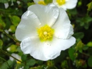 È composto da piccole fioriture. Fiori Bianchi Con Centro Giallo : Fiore Bianco Con Centro Giallo Immagini E Fotos Stock Alamy ...