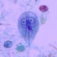 Giardia Lamblia Trophozoite Under Microscope Micropedia