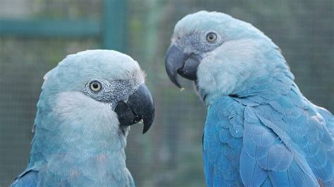 Saving The Blue Parrots Of South America Bbc Earth