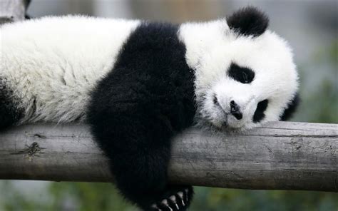 Download Wallpapers Sleeping Panda 4k Cute Animals Panda Ailuropoda