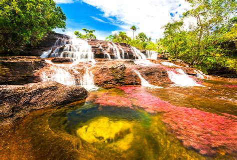 From wikimedia commons, the free media repository. Caño Cristales: The Most Beautiful River in the World