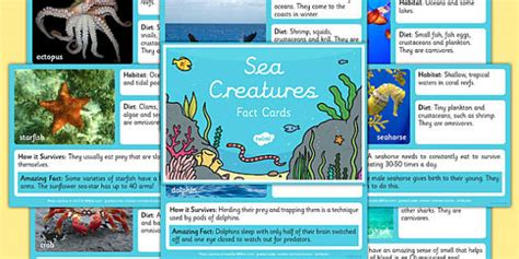 Sea Creature Fact Cards Underwater Water Animals Beasts Nautical