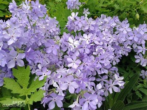 Click through to the master list to see images and more information about these perennials where available. Purple Perennial Flowers: 24 Brilliant Choices for Gardens ...