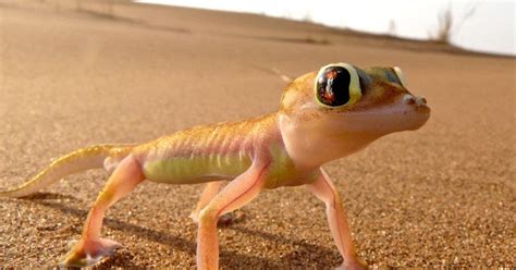 Web Footed Gecko The Biggest Animals Kingdom