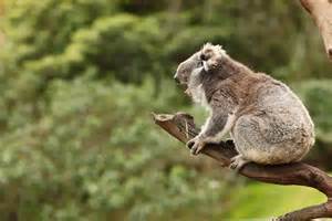 Secret Sex Life Of Koalas Revealed › News In Science Abc Science