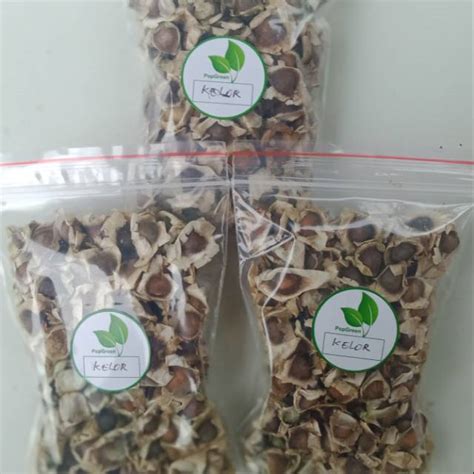 Jual Biji Kelor Isi Biji Shopee Indonesia