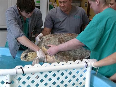 Meet A Sea Turtle Veterinarian Vet Set Go
