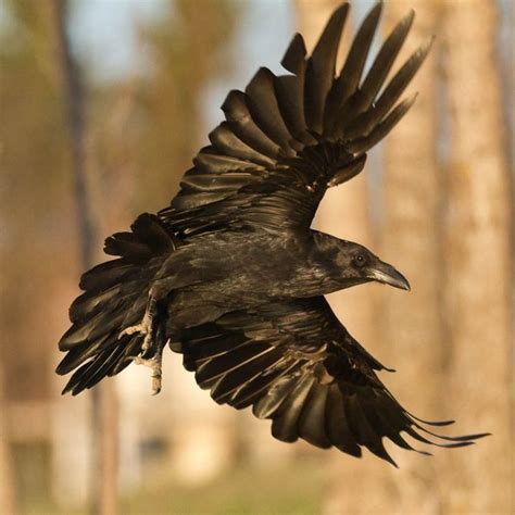 Common Ravens Corvus Corax By Paul Lantz Raven Flying Raven Bird
