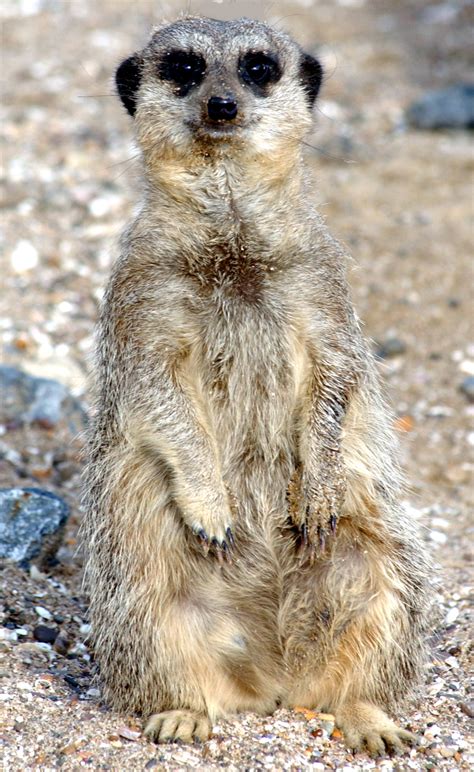 Try using the word ailurophile in a casual conversation. Slender Tailed Meerkat • Fun Facts and Information For Kids