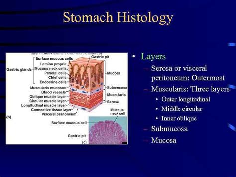 (this multiple choice question has been scrambled). The Digestive System No Guts — No Glory