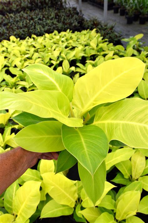 Like a lot of other philodendrons, velvet leaf philodendron plants enjoy bright indirect light; Philodendron 'Moonlight'