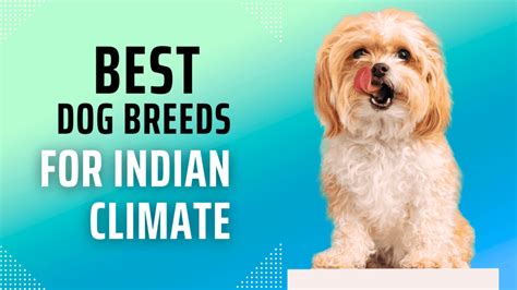 Unveiling 10 Best Dog Breeds For Indian Climate 2023
