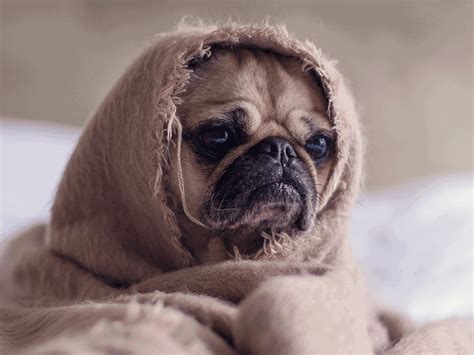 Sad Pug Is Sad By Stejay On Dribbble