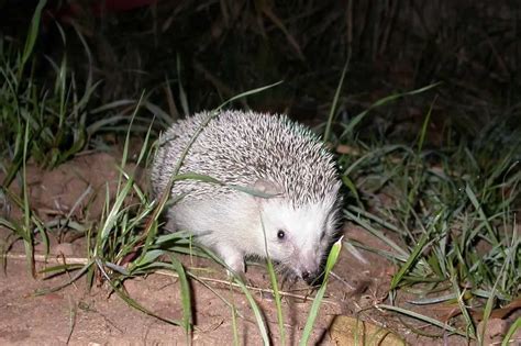 18 Different Types Of Hedgehogs Including Two New Breeds Natience