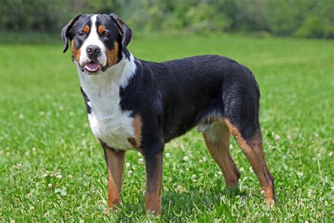 Greater Swiss Mountain Dog Dog Breed Characteristics And Care