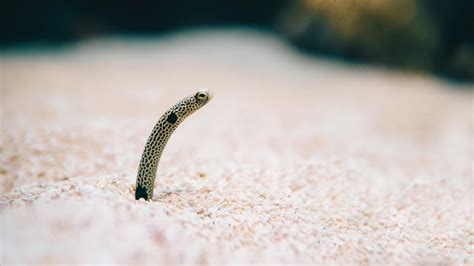 20200502 Underwater Garden Eels Sticking Their Heads Out Of Sand