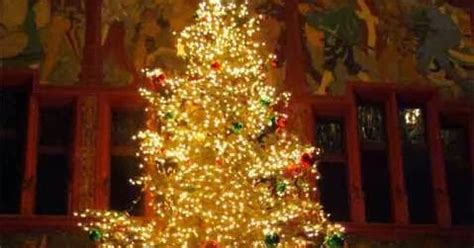 Pokok krismas menjadi titik tumpuan perayaan percutian. Cinta Pada Yang Satu: POKOK KRISMAS POKOK DERHAKA?...