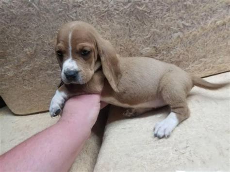 This breed is as the name describes, part of the hound group. Female bassett hound puppy for sale in Jackson ...