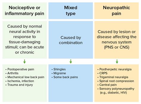 Describe The Process Of Nociception Using The Four Phases Of Jacob