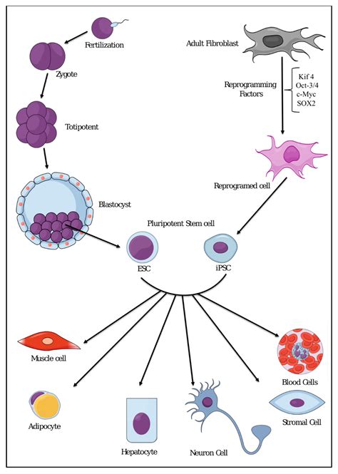 Cancers Free Full Text Conversion Of Stem Cells To Cancer Stem