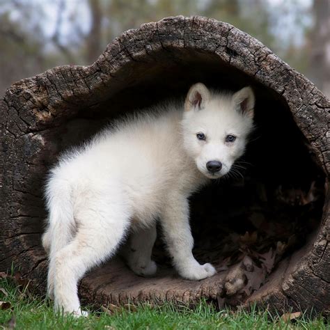 Pin By Patrizia Bbi On Animals Wolf Pup Baby Wolves Wolf Dog