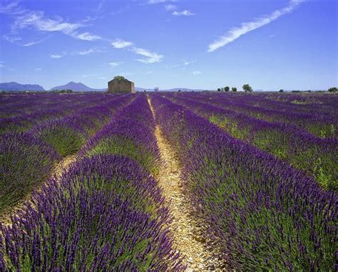Lavender Fields Tuscany