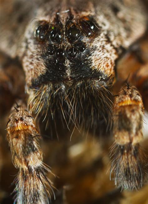 All Of Nature Nursery Web Spider At Springbrook